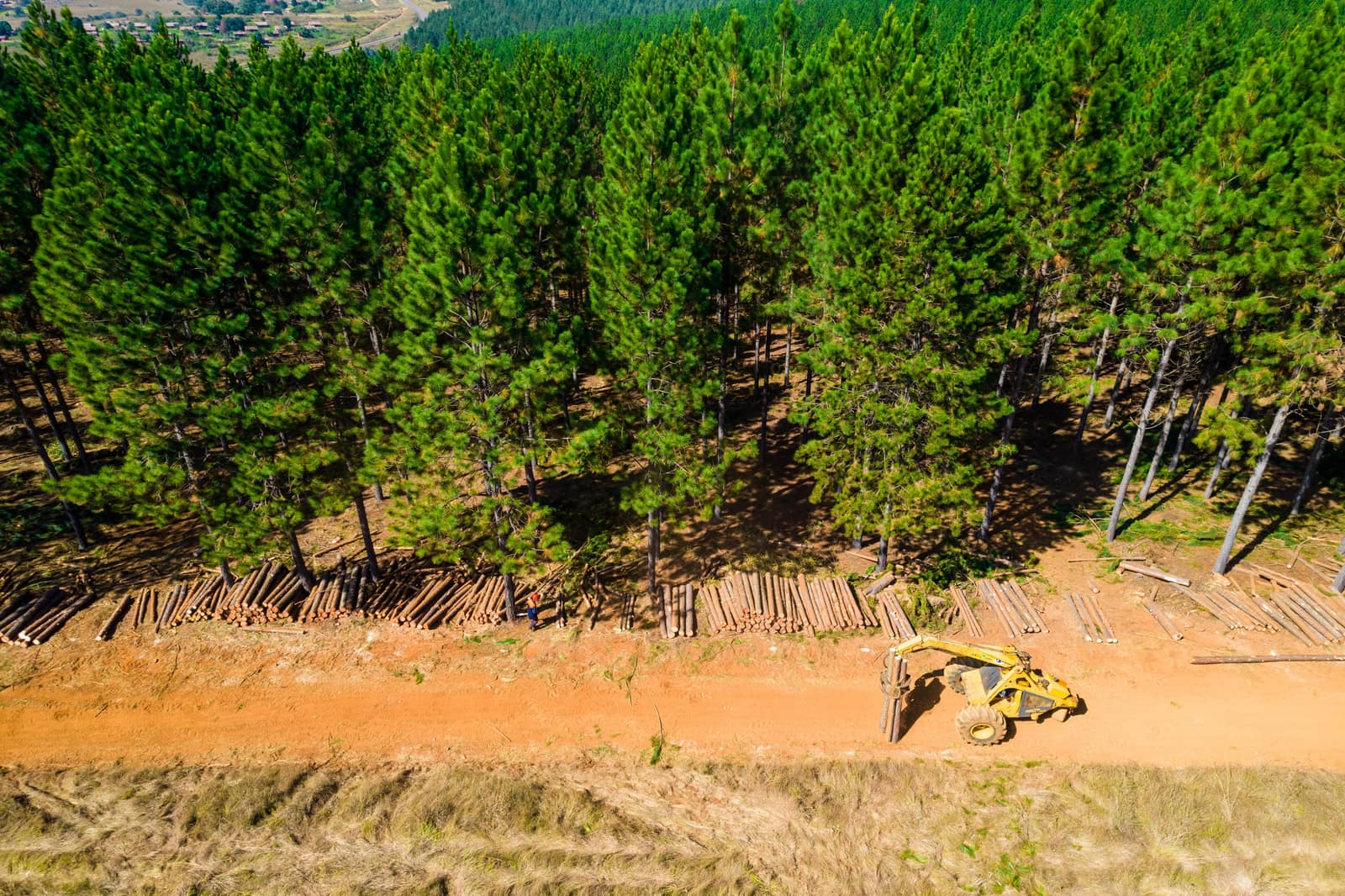 SAFCOL aerial plantation view