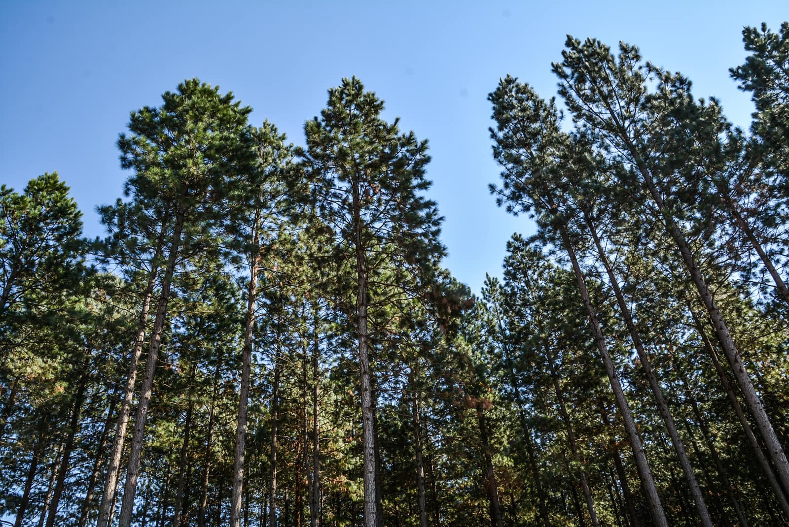 SAFCOL Forestry - forest-scene.jpg