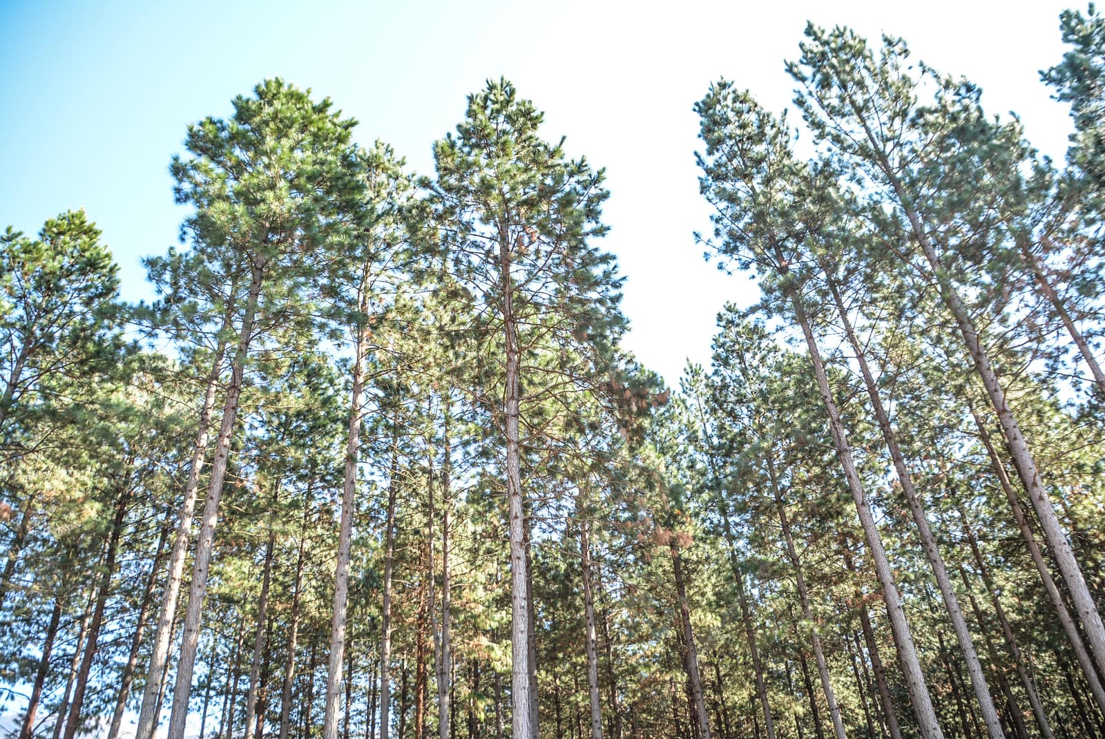 SAFCOL forest operations