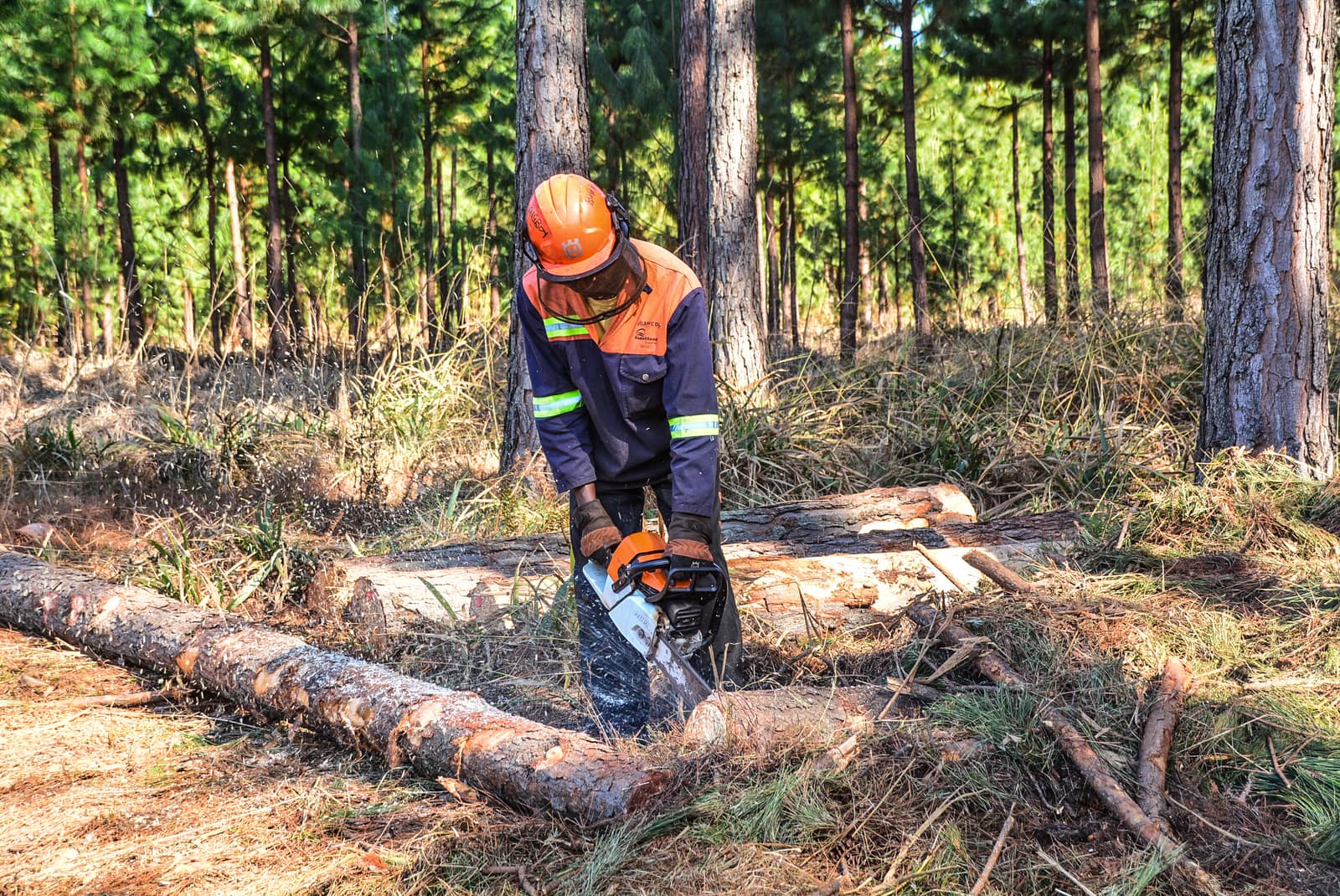 SAFCOL Forestry - harvest-site.jpg