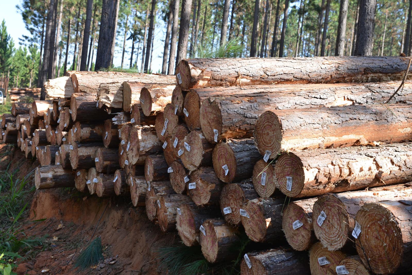 SAFCOL pine plantation rows