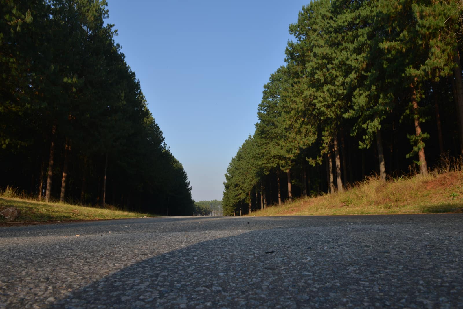 SAFCOL Forestry - plantation-road.jpg