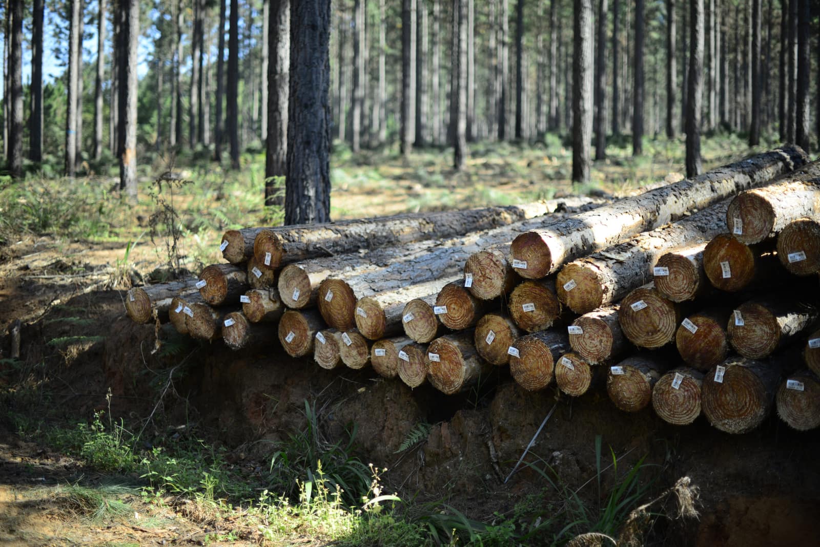 SAFCOL Forestry - stacked-logs-forest.jpg