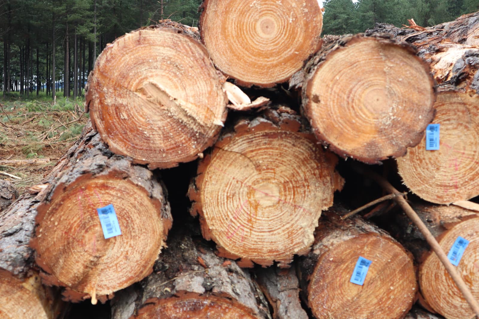 SAFCOL round logs at depot