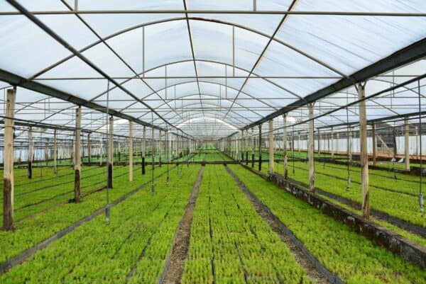 SAFCOL Sustainability - greenhouse.jpg
