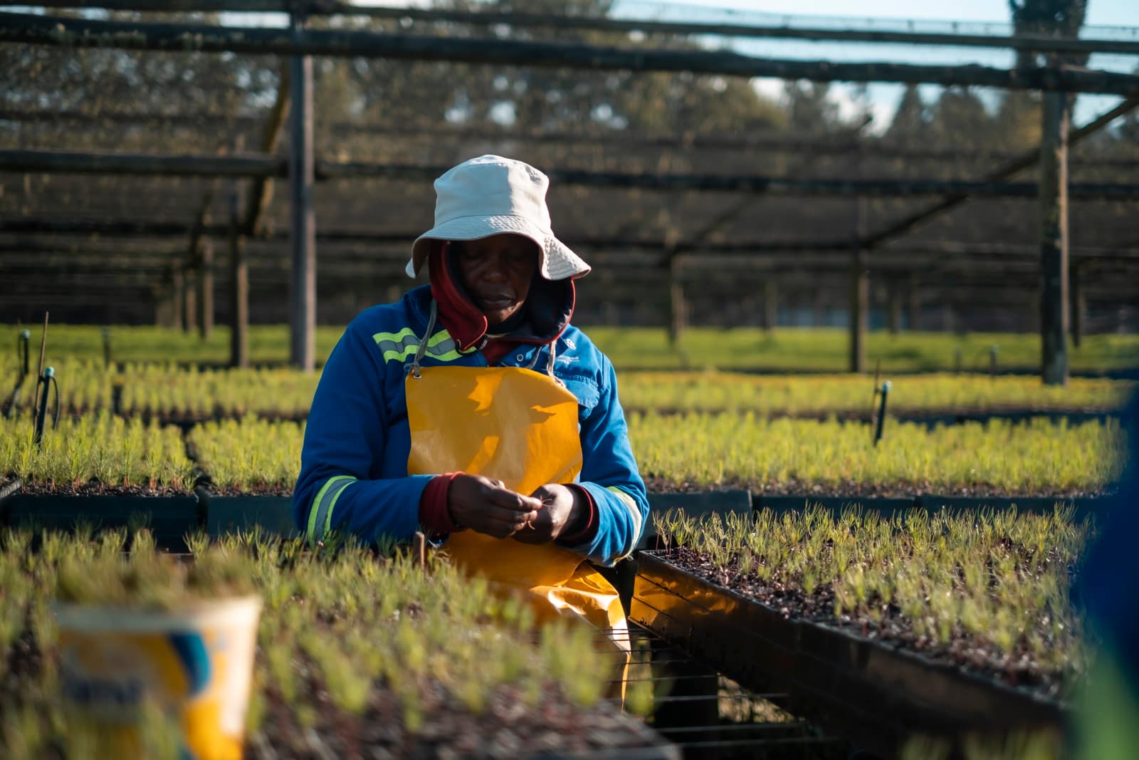 SAFCOL Sustainability - nursery-rows.jpg