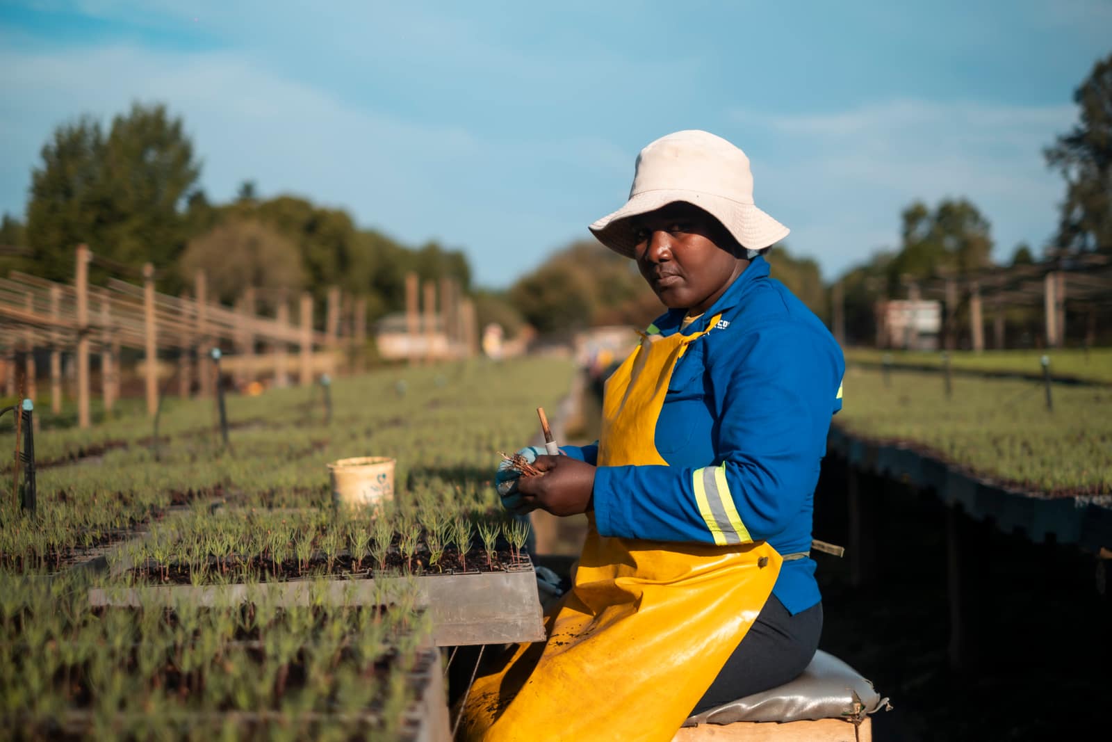 SAFCOL Sustainability - nursery-worker.jpg