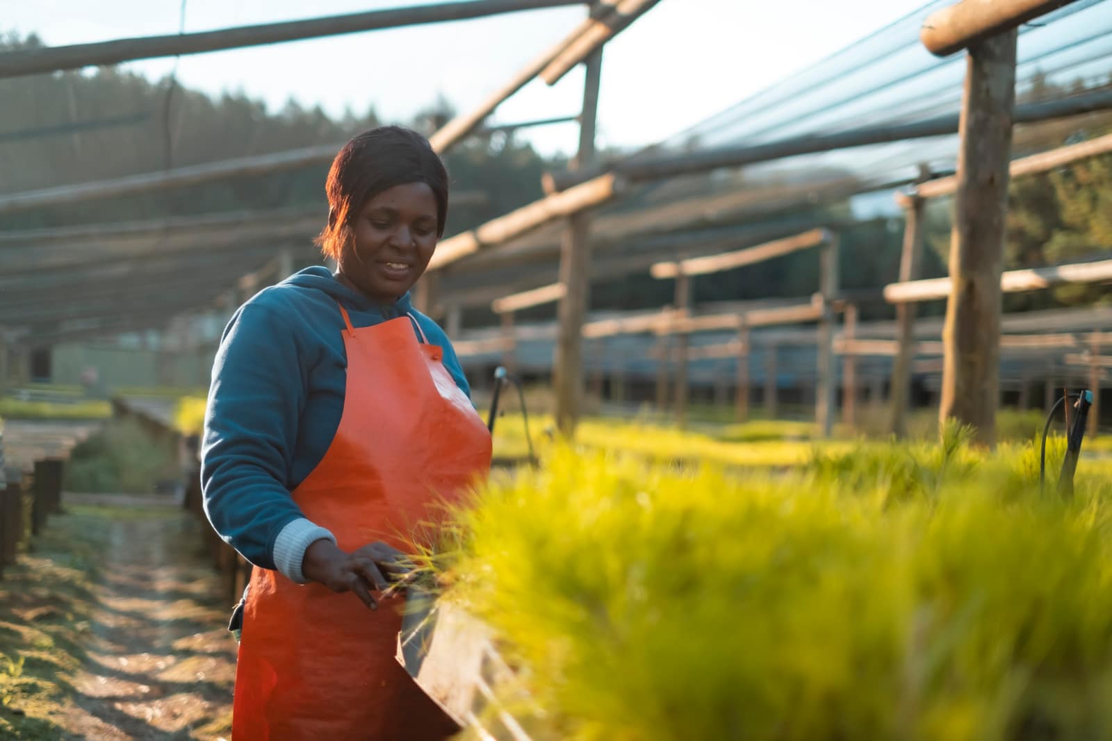 Agroforestry pilot at JDM Keet