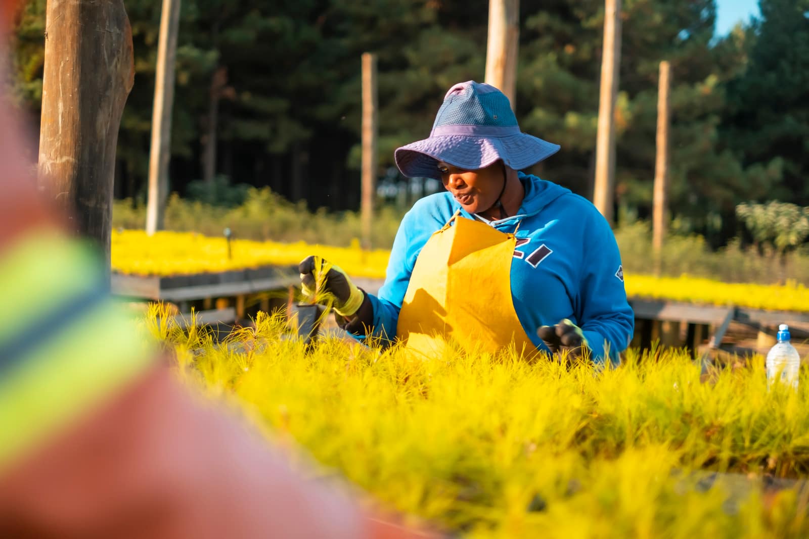 SAFCOL Sustainability - seedling-care.jpg
